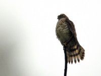 Japanese Sparrowhawk.jpg