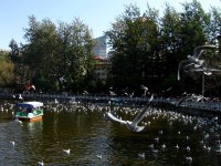 Gulls_in_Kunming.jpg
