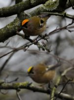 gold or firecrest 031 (2) (478x640).jpg