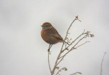 stonechat.jpg