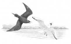 Skua - Copy.jpg