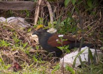 DSCN9072 subadult Greater Coucal bf.jpg