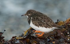 Turnstone6IR800.jpg