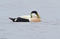 Eider6IR800.jpg