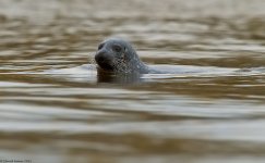 GreySeal1IR800.jpg