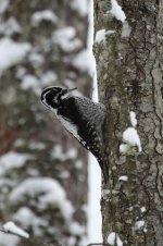 Three-toed Woodpecker lab 1.jpg