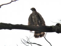 crested goshawk.jpg