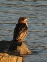 pygmy_cormorant_25feb12_768p_8153.jpg