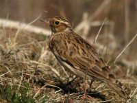 woodlark_25feb12_1024l_8213.jpg