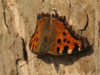 large_tortoiseshell_25feb12_1024l_8247.jpg