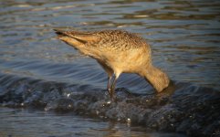 DSCN9624 Mrbllblbed Godwit bf.jpg