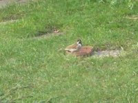 Reed Bunting - Garden 8-3-12 (2).JPG