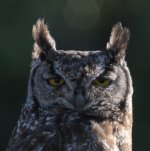 Spotted Eagle Owl crop.jpg