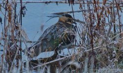 Lapwing_filtered_resized.jpg