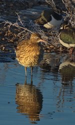 Curlew_filtered_resized.jpg