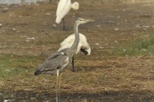 grey heron V1 kw 103mm c_DSC5506.jpg