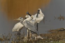 grey heron spoonbills V1 kw 128mm c_DSC5639.jpg