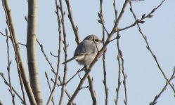 Chinese Grey Shrike.jpg