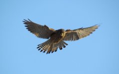 Eurasian Kestrel.jpg