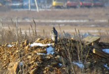 Eurasian Sparrowhawk.jpg