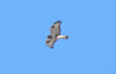 Rough-legged Hawk.jpg