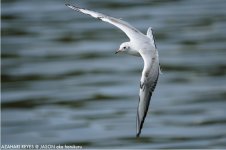 JAY_0927 Black-headed Gull.jpg