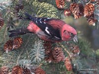 904-ww_crossbill_09.jpg