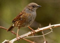 Dunnock1.jpg