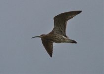 Curlew2.jpg