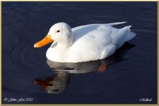 White Mallard.jpg