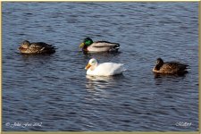 White Mallard 2.jpg