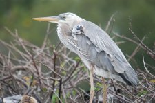 Wurdemann's Heron.jpg