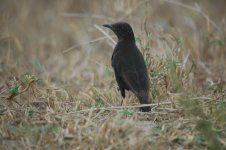 Northern Anteater Chat.jpg