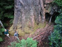 measuring-the-arve-big-tree-5.5m dia.jpg