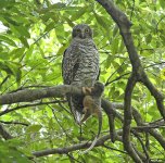 powerful owl with ringtail species-Ninox-strenua-15.jpg