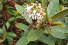 Hoverfly-P1000099-21_02_2012.jpg