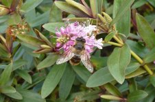 Hoverfly-P1000097-21_02_2012.jpg