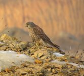 Eurasian Kestrel.jpg