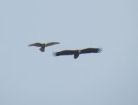 White-tailed Sea Eagle 1.jpg