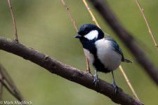 10651_Great Tit.jpg