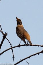 10688_Dusky-Naumann's Thrush_Diff bird.jpg