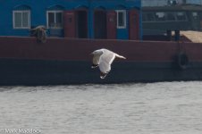 10712_Larus spp.jpg