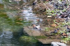 10735_Scaly-breasted Munia.jpg