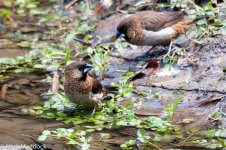 10742_Scaly-breasted Munia_Crop.jpg