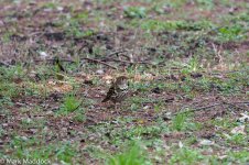 10761_White's Thrush.jpg