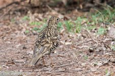 10754_White's Thrush.jpg