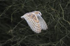 barnowl27.jpg