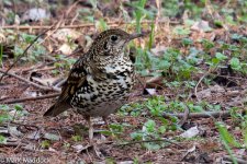 10762_White's Thrush.jpg