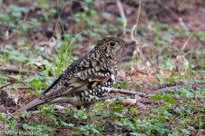 10763_White's Thrush_Crop.jpg