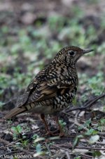 10771_White's Thrush_Crop.jpg